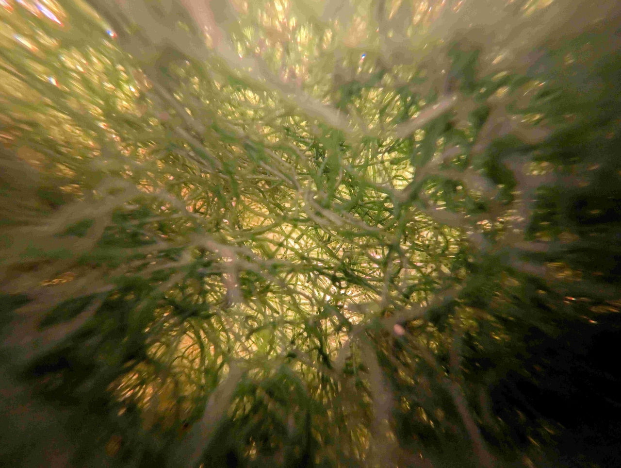 Chaeto Macro Algae