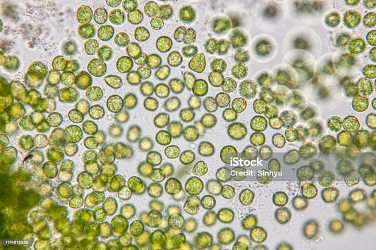 Chlorella