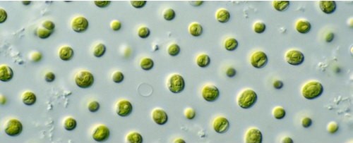 Nannochloropsis